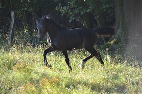 Welsh cob - 10