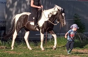 Kvalitní Paint Horse, 7 panel NN - 10