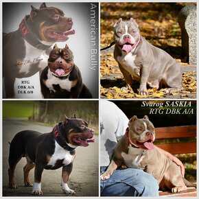 American Bully pocket s PP - 10