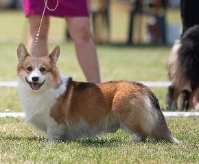 Welsh Corgi Pembroke štěně s PP - 10