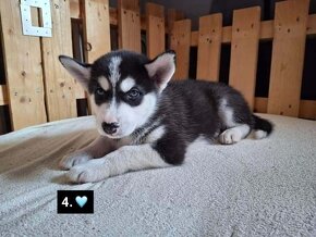 Prodám štěňata Husky - 10