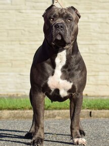 Krytí american bully XL - 10