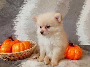 Nádherná Fenečka NŠ/Pomeranian - Cream - 10