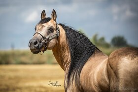 Připouštění QH hřebcem 7 panel N/N - 10