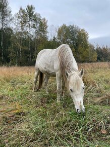 Prodám pony, 10 let - 10