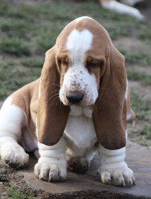 Basset hound - štěňátka s PP - 10