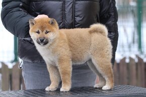 Shiba Inu s PP FCI - 10