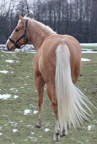 AQHA kobyla 7let - 10