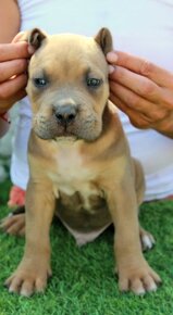 American bully - 10