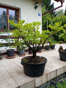 Jírovec manďal (kaštan) bonsai - 10