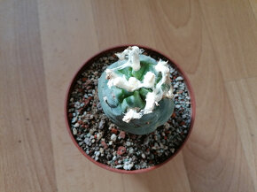 Kaktusy sbírka 5 kaktusů Astrophytum a Lophophora - 10