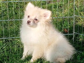 Pomeranian / NŠ - Pejsek - CREAM - 10