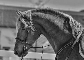 Připouštění Welsh cob - D - 10