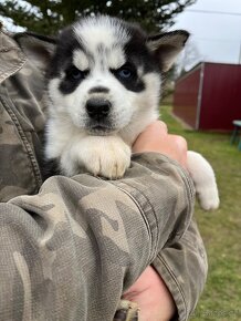 Nabízím na prodej čistokrevná štěňátka Sibiřský Husky - 10