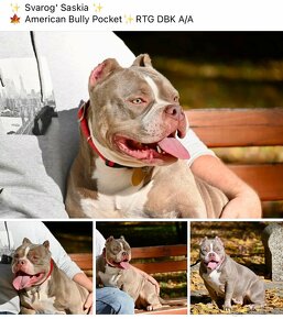 American Bully pocket - standart - 10