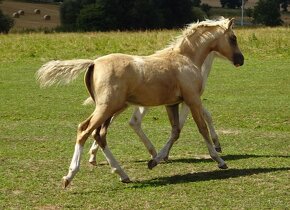 Prodám klisnu welsh pony, sekce B. - 10