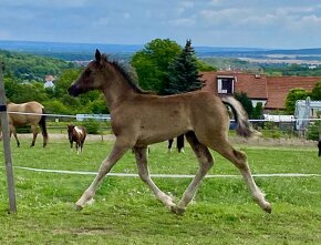 Welsh pony of cob type - 11