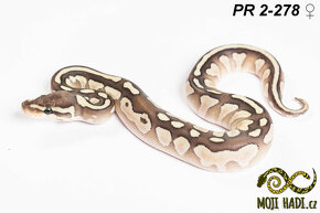 Krajta královská - Python regius - Mláďata 2024 - 11