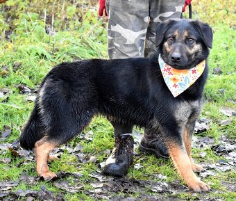 DOROTKA K ADOPCI - 1,5 ROKU,HODNÁ,MILÁ,KONTAKTNÍ - 11