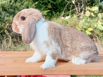 Volná Miminka - Anglický Zakrslý Beránek MiniLop - 11