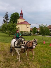 Klisna Welsh mountain pony sekce A - 11