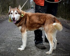 BENITO K ADOPCI - přátelský husky mazel - 11