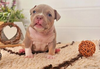 American bully pocket s pp Abkc - 11