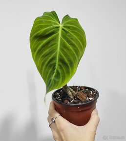 philodendron, monstera, syngonium - 11