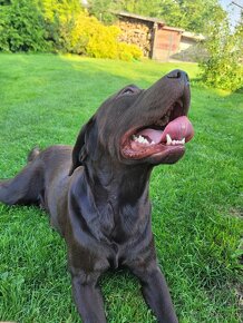 Čistokrevná štěňata labrador ihned hňědé kluky - 11