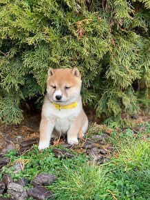 Shiba inu - 11