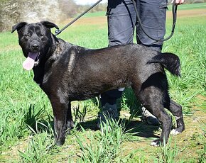 ALLEGRA K ADOPCI-2 ROKY, MILÁ,VDĚČNÁ,ODDANÁ - 11