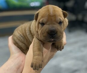 Shar-pei , Šarpej - 11