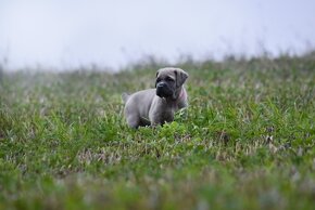 Cane corso s PP - 11