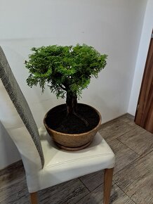 Bonsai,Bonsaj Borovice - 11