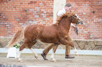 Připouštění Belgickým hřebcem Welsh mountain pony - 11