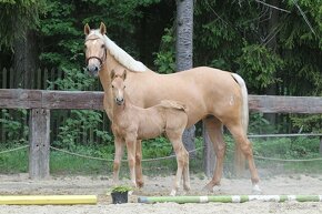 Nádherná palomino kobyla od nádherného Opoque - 11