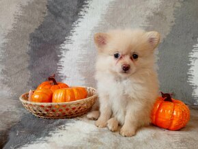 Nádherná Fenečka NŠ/Pomeranian - Cream - 11