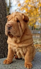 Šarpej, Sharpej, Shar-pei s PP - 11