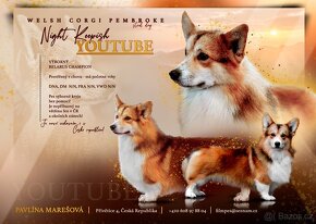 Welsh corgi pembroke - 11