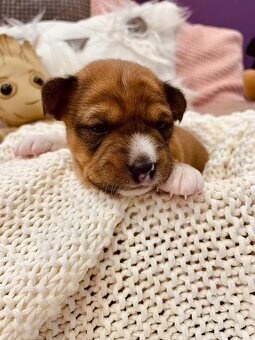 Basenji Puppy - 11