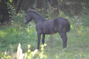 Welsh cob - 11