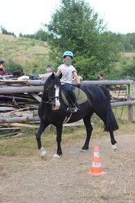 Kobyla welsh cob 12 let, kvh 147 cm - 11