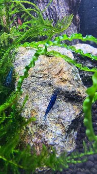 Neocaridina Blue Dream - 11