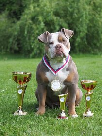 Staroanglický buldok / Old English Bulldog ( OEB ) - 11