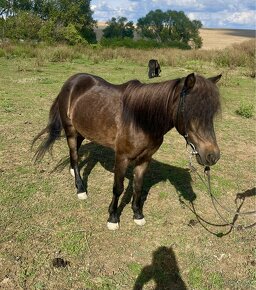 Krasna pony kobylka - 11