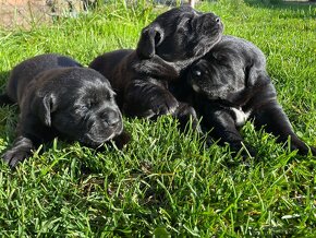 Labrador s neměckým ovčákem - 11