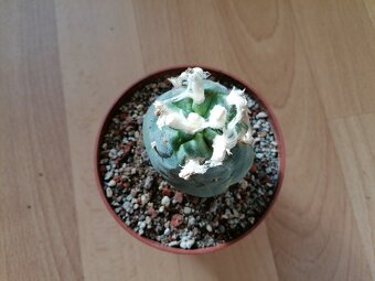 Kaktusy sbírka 5 kaktusů Astrophytum a Lophophora - 11