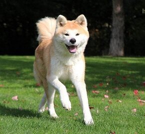 Akita inu - 11