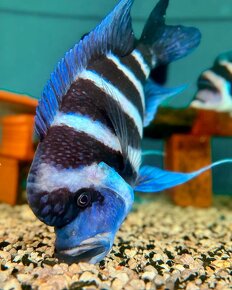 Největší výběr afrických cichlid na jihu Čech - 11