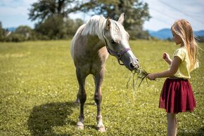 Valch Český sportovní pony - 11